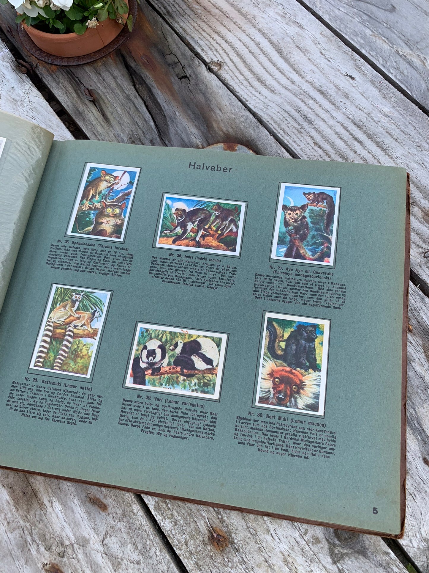 Rich's Animal World Compilation Album (Säugetiere)