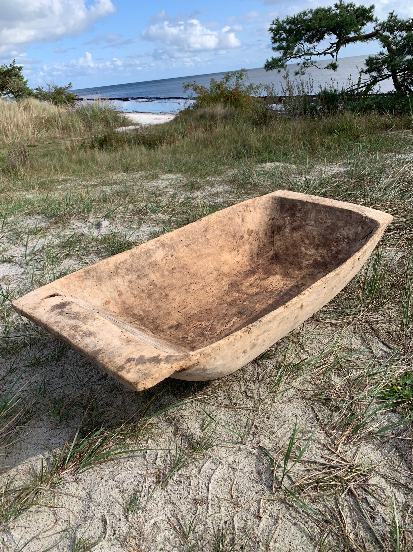 Sehr große und leckere Seezunge oder Seezungenbehälter